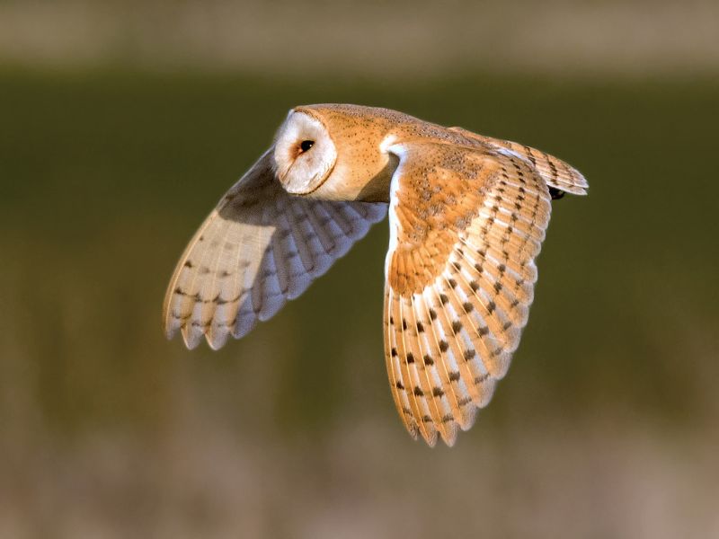 Barn owl