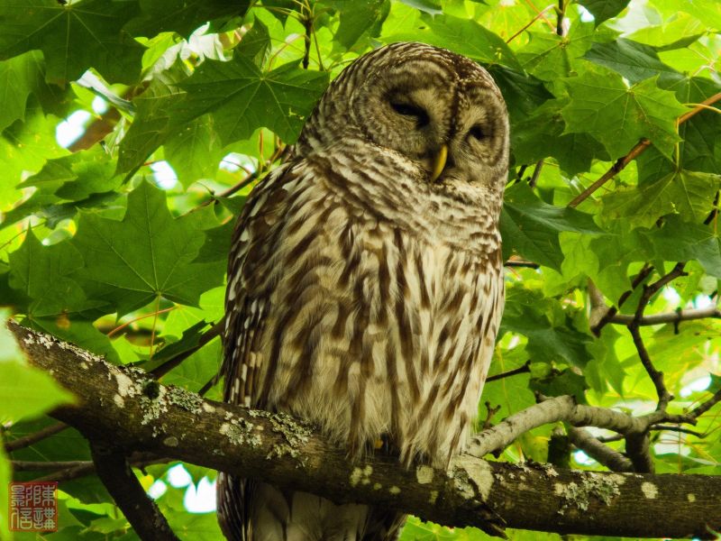 Barred owl
