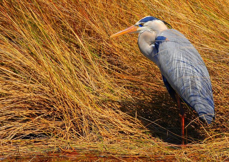Great blue heron