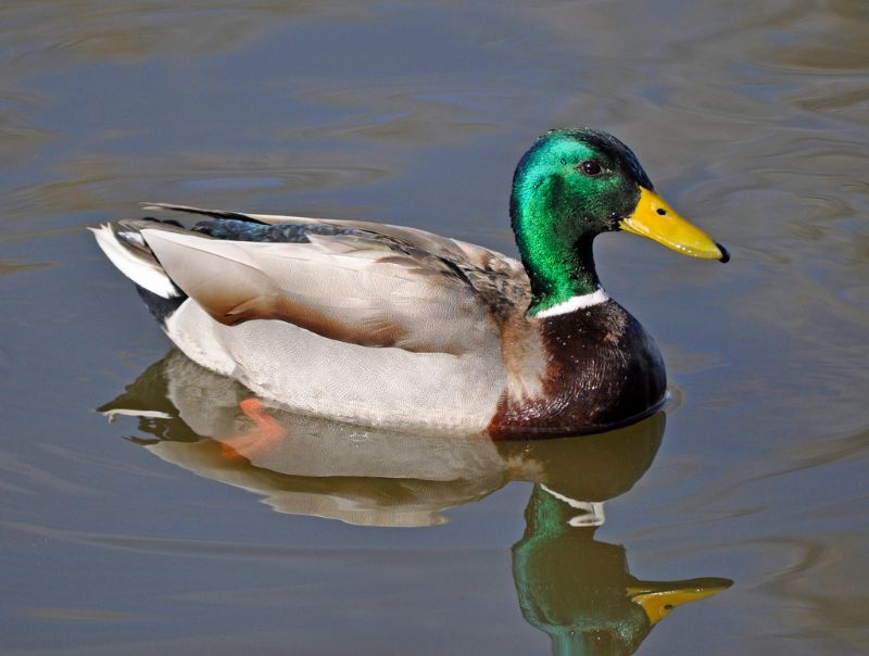 Mallard